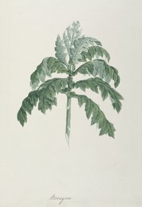 Maraqua, illustratie uit Veertig-en-een Botanische Tekeningen met Aantekeningen door Luigi Balugani